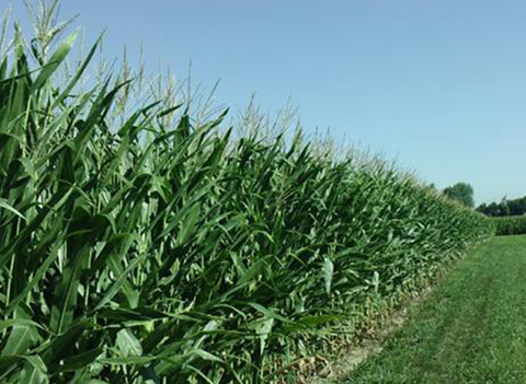 Imagen de Los principales estados productores de soja y de maíz en EEUU, amenazados por la sequía