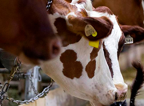 Imagen de ¿Qué es ‘Tudder’, el tinder para vacas que usan en el Reino Unido?